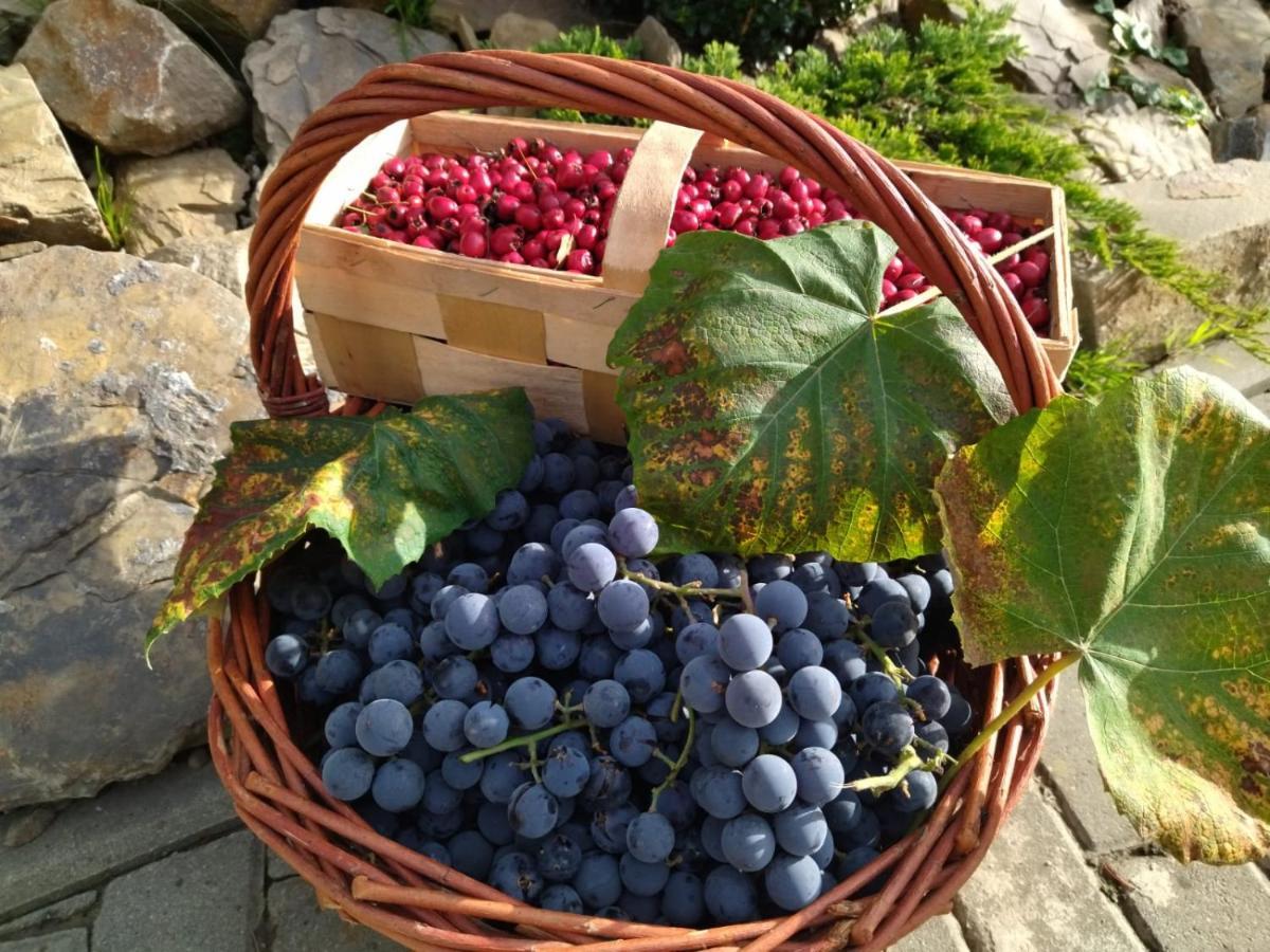 Gospodarstwo Agroturystyczne Borowkowy Bukiet Smakow Iwkowa Exterior photo