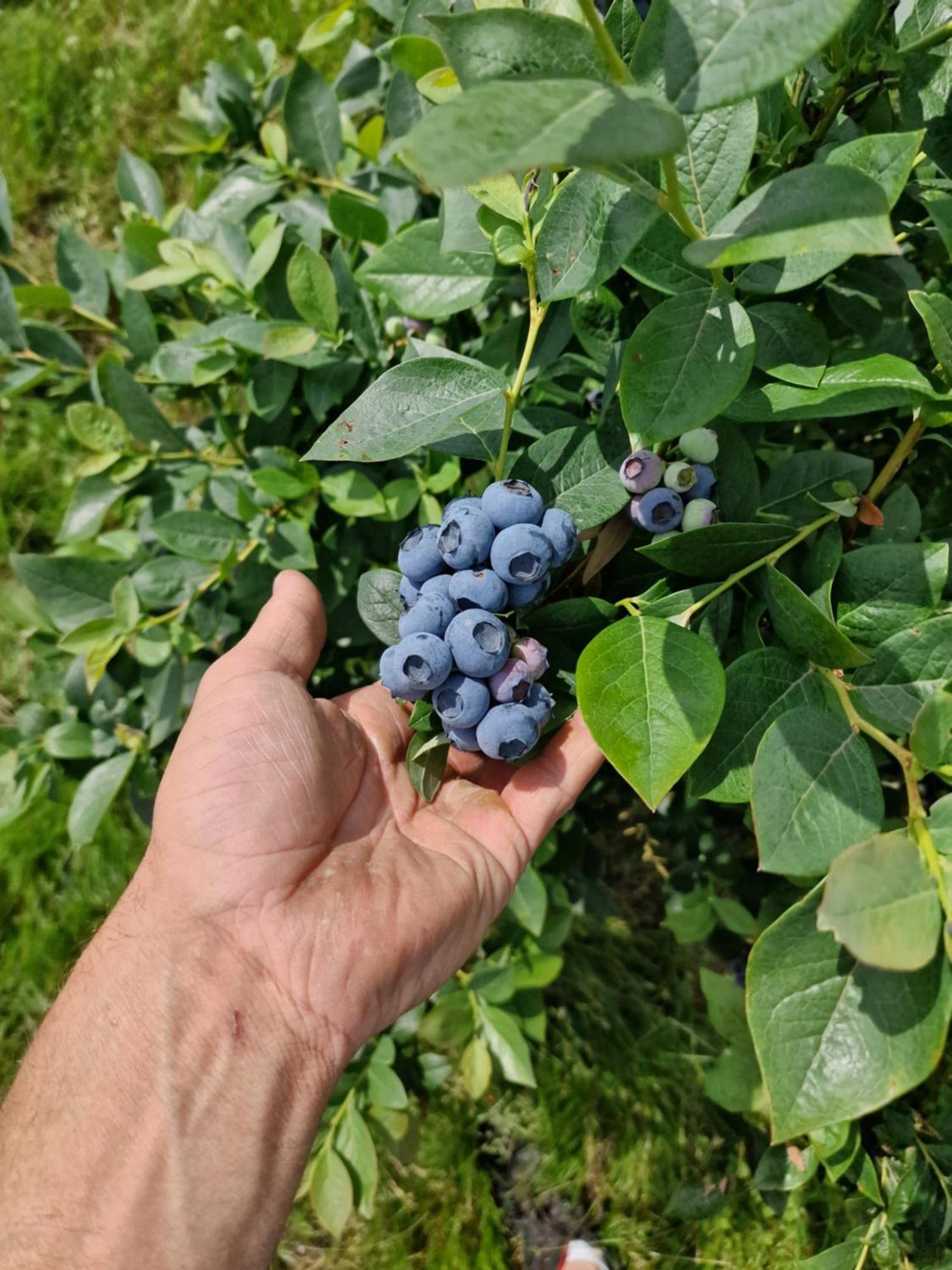 Gospodarstwo Agroturystyczne Borowkowy Bukiet Smakow Iwkowa Exterior photo
