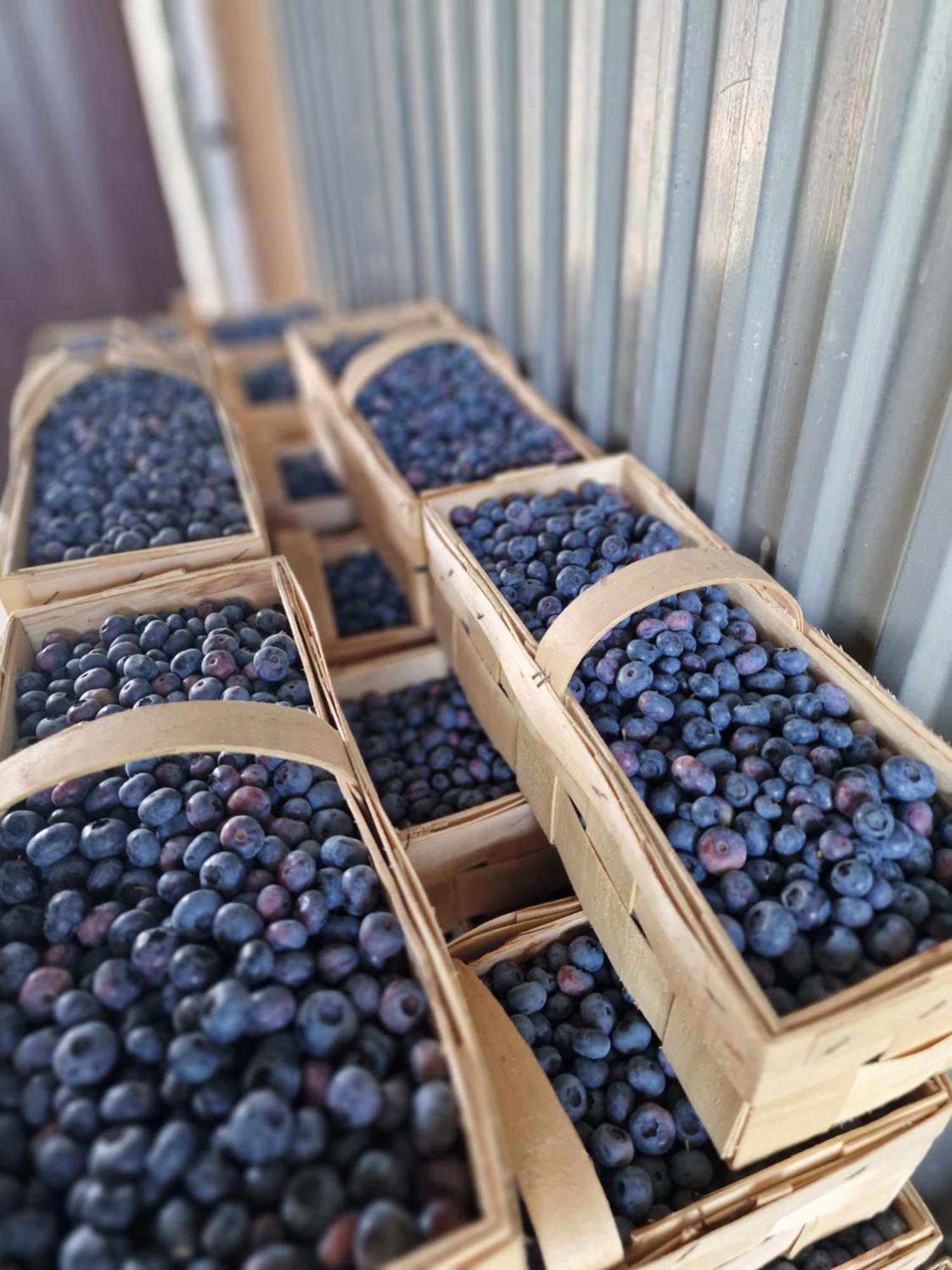 Gospodarstwo Agroturystyczne Borowkowy Bukiet Smakow Iwkowa Exterior photo
